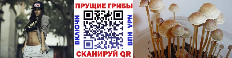 наркота Нязепетровск Псилоцибиновые грибы Cubensis